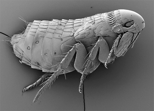 Photograph of a flea taken with an electron microscope