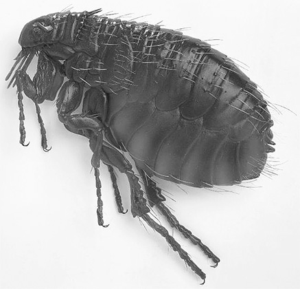 A photo of a flea on the side