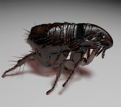 The body of a flea is smooth and shiny.