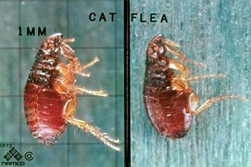 Photo of a cat flea under the microscope