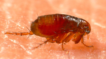Adult fleas feed exclusively on blood.