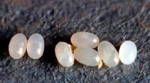 The photo shows a close-up of flea eggs