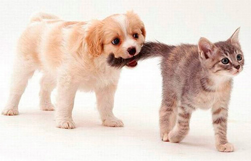 Ägare av katter och hundar bör regelbundet övervaka närvaron av loppor i sina husdjur.