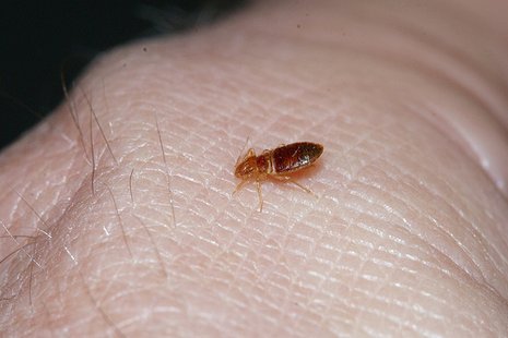 Debunk the myths: what bed bugs are not afraid ...