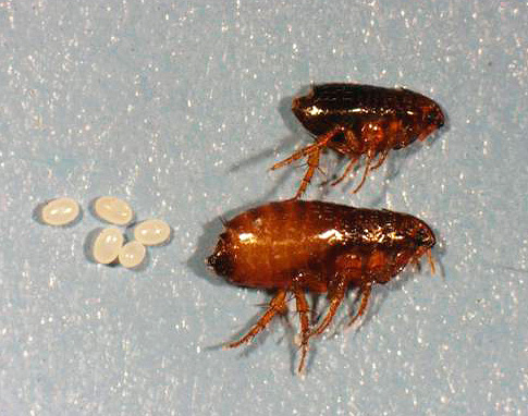 Among the diversity of flea species there is a human flea.