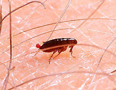 After saturation with blood, the flea leaves the human body.
