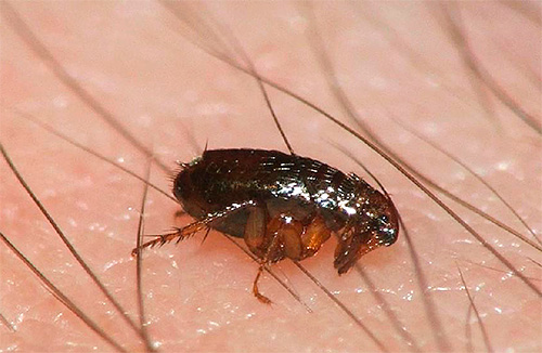 Close-up photo: human flea