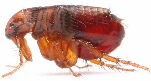 Human flea: closeup photo