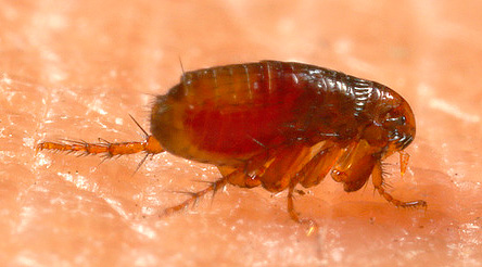 Another photo of a human flea