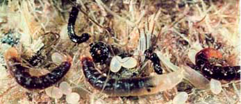 The photo shows the eggs and larvae of fleas.