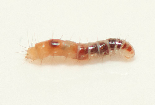 Photo of a flea larva close up