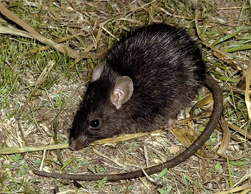 Råtta loppor är potentiella bärare av bubonic pest