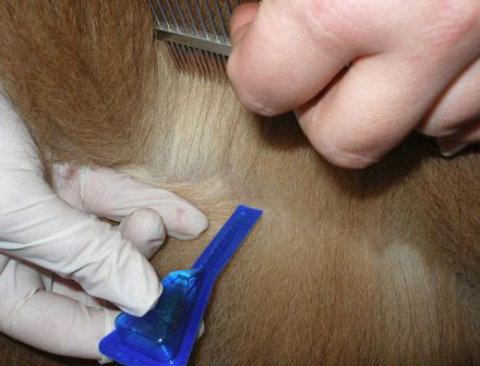 Flea drops are usually applied to the withers of the animal.