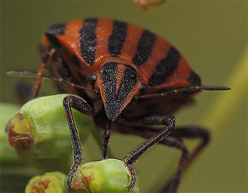 Inte konstigt att antennerna på buggen liknar antenner - det här är ett taktilt organ av insekten