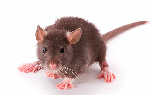 Är det farligt att få råttor i luren?