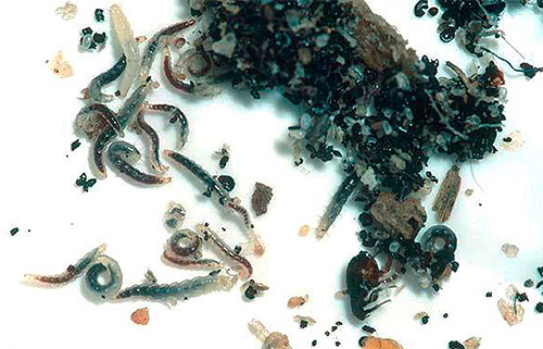 Råtta lopp larver matas på sönderfallande organiska ämnen.