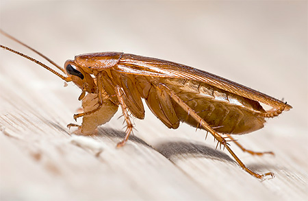 Existuje několik forem uvolnění prostředků dravců z švábů