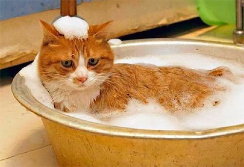 Välja loppasjampo för katter och kattungar