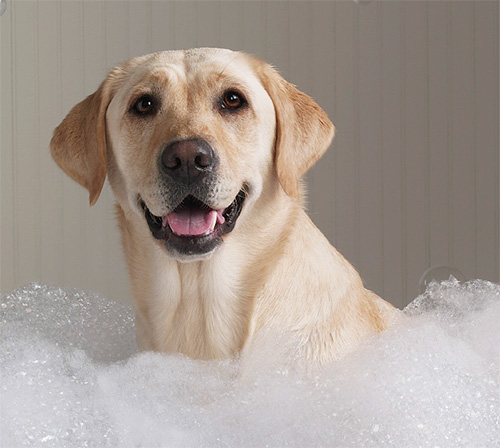 If the dog needs to be bathed quickly, it is best to prepare a shampoo foam bath