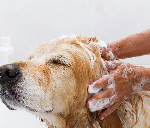 Buying a dog using shampoo is not easy! But many dogs like it.