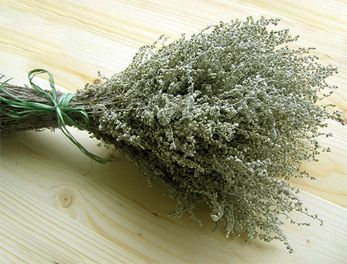 Branches of wormwood - effective for scaring fleas