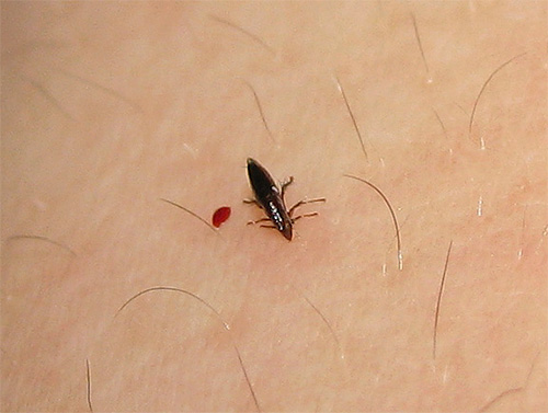 Adult fleas feed exclusively on blood, so not all drugs will be effective against them.