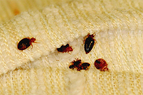 Bedbugs are not easy to get rid of yourself