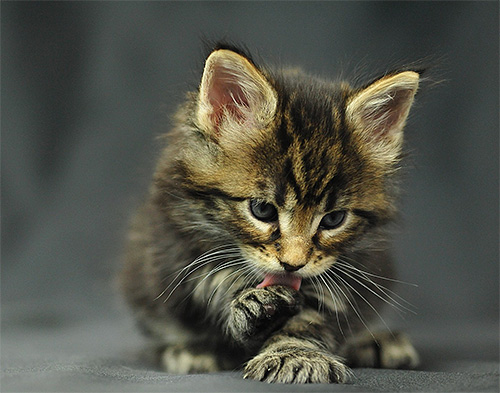 For cats and kittens, licking poison from surfaces can be very dangerous.