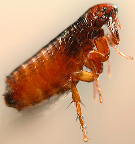 Fleas are potential carriers of dangerous diseases.