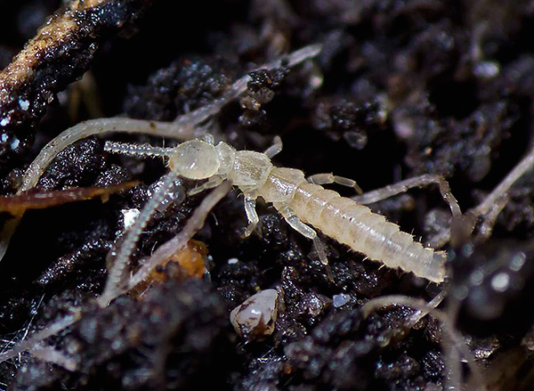 Bastards (springtails) are small, almost white insects that can sometimes be found in flower pots with plants.