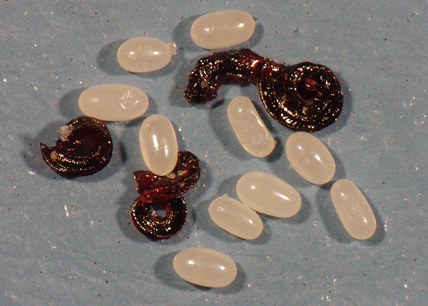 The photo shows the eggs and the flea larvae hatched from them.