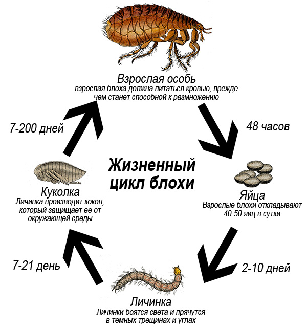 The life cycle of a flea (with explanations)