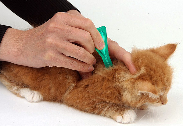 Today, there are many special preparations for fleas, allowing you to quickly remove the parasites in domestic animals.