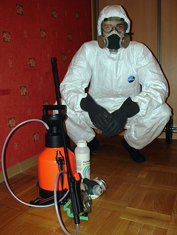 Specialists of the disinsection service can carry out all the work to get rid of earthy fleas in the house for you.