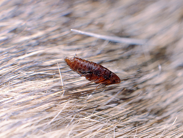 Ground fleas are the national collective name of any blood-sucking fleas, and they can parasitize on a variety of animals (cats, dogs, rats, etc.)