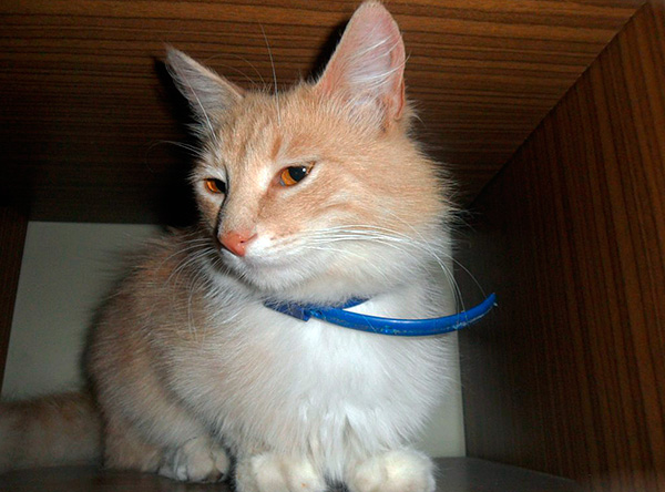 To protect pets from fleas, it is advisable to use flea collars.