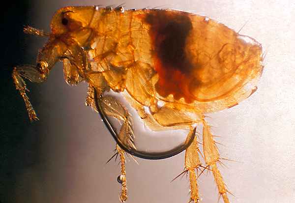 It looks like a rat flea under a microscope
