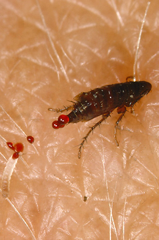 And in this photo are clearly visible droplets of blood, which the parasite sucked excessively with a bite.