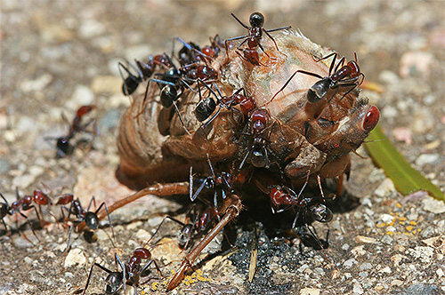 Ants are almost omnivorous, but they also have their own food preferences ...
