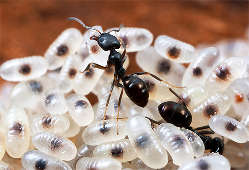Larvae in many species of ants are not able to feed on their own.