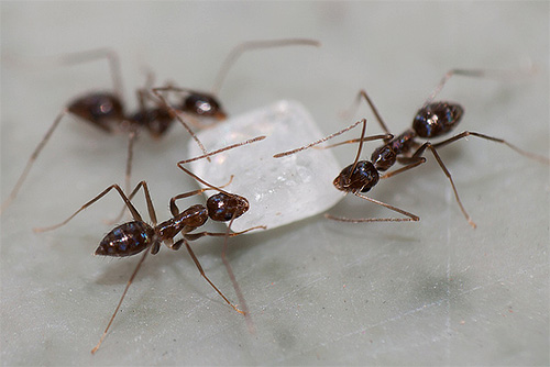 Ants are happy to eat sugar