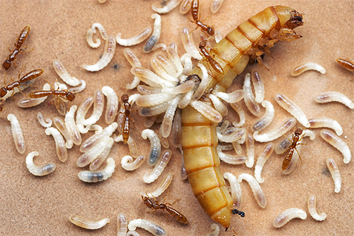 Ants larvae need protein food