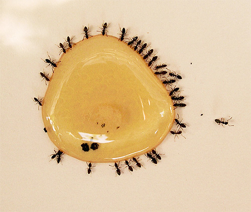 Adult ants eat carbohydrate-rich foods.