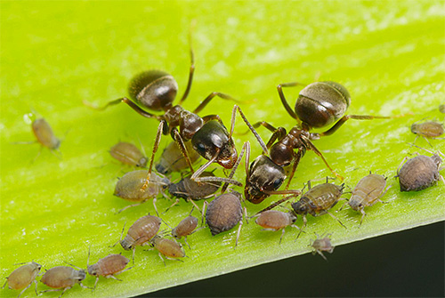Aphids highlights the pad that ants love to eat.
