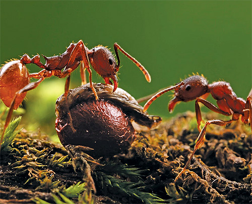 The powerful jaws of the reaper ants will grind even very hard seeds into a mush