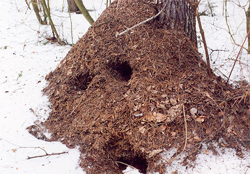 In winter, the anthill looks empty, but life continues inside it.