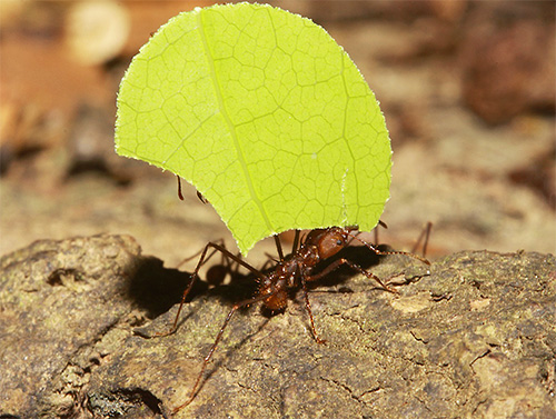 Leaf cutter ants collect leaves to grow mushrooms on ground mass