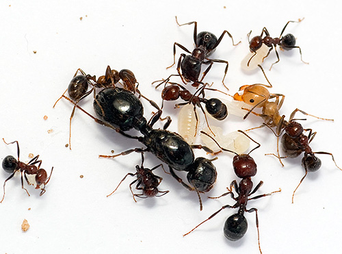 DEET - one of the most famous means to combat ants