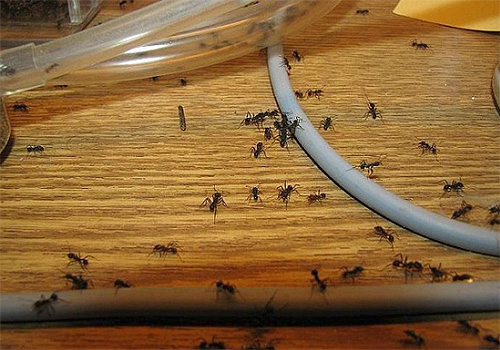 When fighting ants, it is effective to apply a product containing DETA in the path of insects