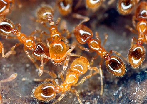 När man arbetar med inhemska myror måste man vara mycket försiktig när man väljer medel och metod för deras förstörelse.